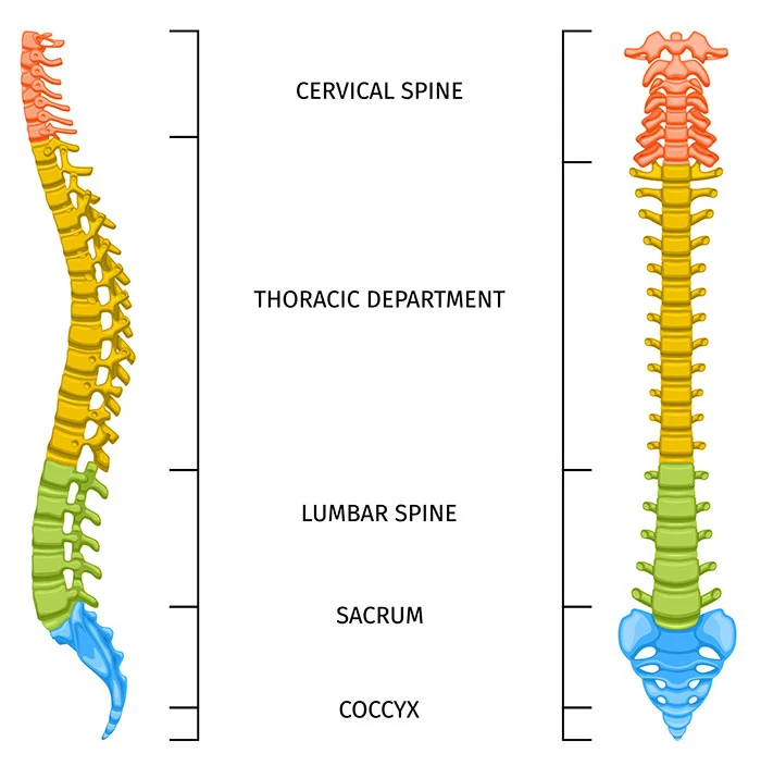 Spine – Wiki Wiki Orthopedics